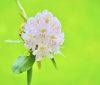 Nature Image