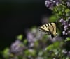 Nature Image