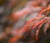 Nature Image