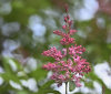 Nature Image