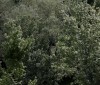 Nature Image