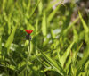 Nature Image