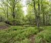 Nature Image