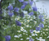 Nature Image