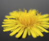 Nature Image