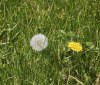 Nature Image