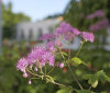 Nature Image