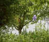 Nature Image