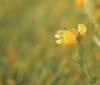 Nature Image