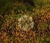 Nature Image