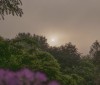 Nature Image