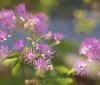 Nature Image