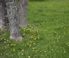 Nature Image