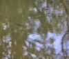 Nature Image