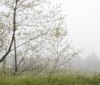 Nature Image