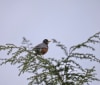Nature Image