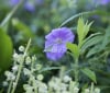 Nature Image