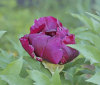 Nature Image