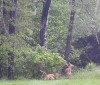 Nature Image