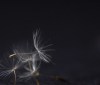 Nature Image