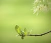 Nature Image
