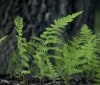 Nature Image