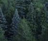 Nature Image