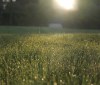 Nature Image