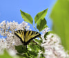 Nature Image