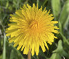 Nature Image