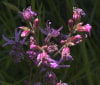 Nature Image