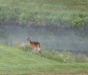 Nature Image