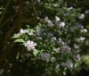 Nature Image