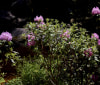 Nature Image