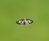 Nature Image