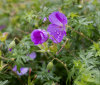 Nature Image