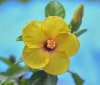 Nature Image