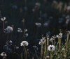 Nature Image
