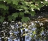 Nature Image