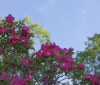 Nature Image