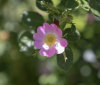 Nature Image