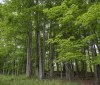 Nature Image