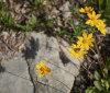 Nature Image