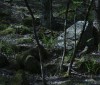 Nature Image