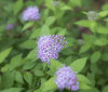 Nature Image