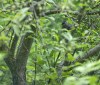 Nature Image