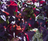 Nature Image