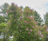 Nature Image