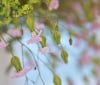Nature Image