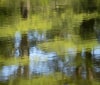 Nature Image
